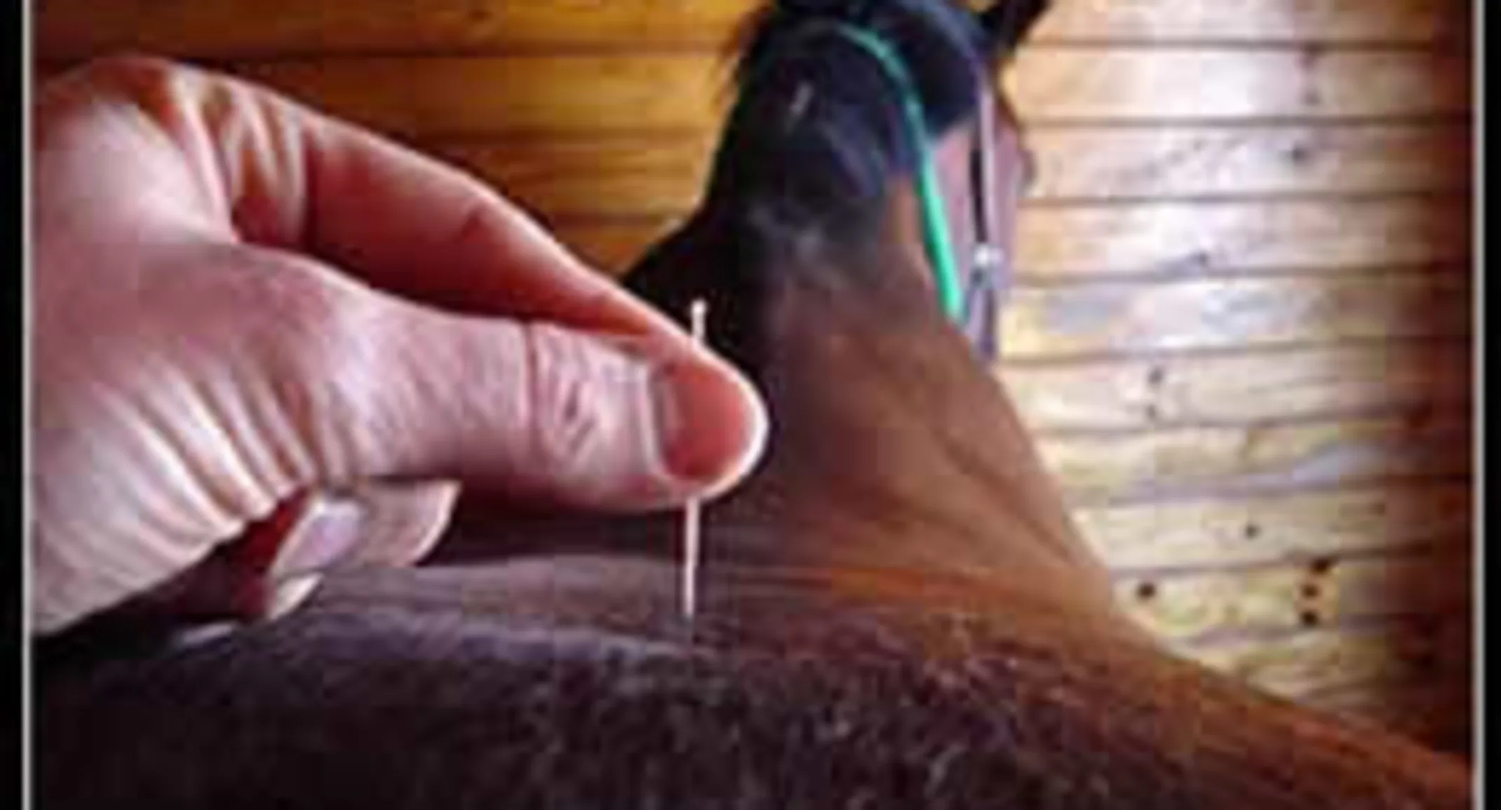 South Shore Equine Clinic & Diagnostic Center Acupuncture South Shore Equine Clinic & Diagnostic Center Acupuncture