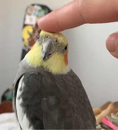 Kerianne, LVT Kerianne, LVT