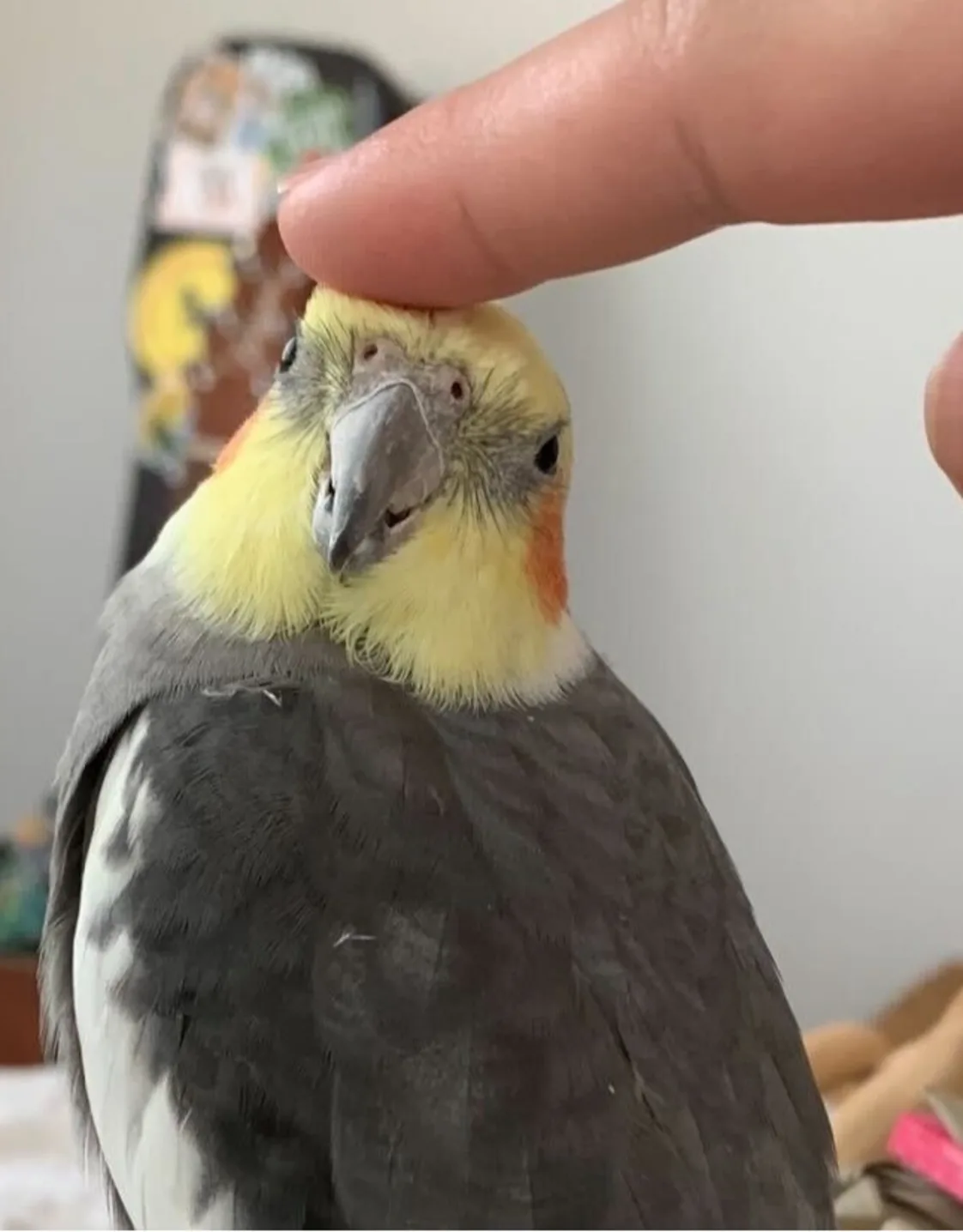 Kerianne, LVT Kerianne, LVT