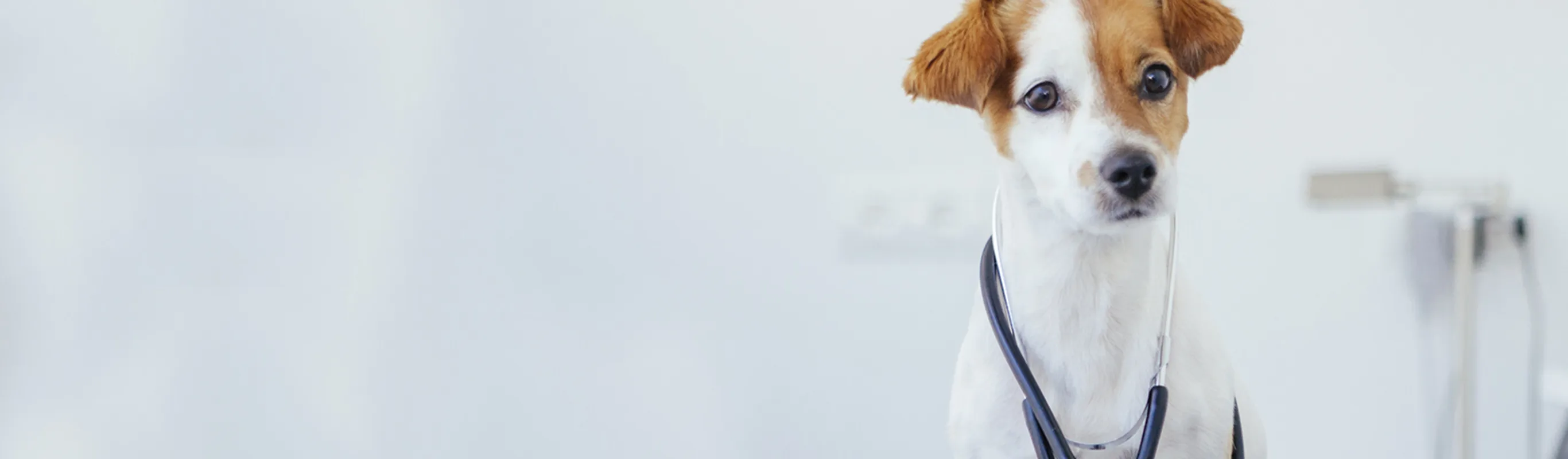 White dog with Brown spots and stethoscope 