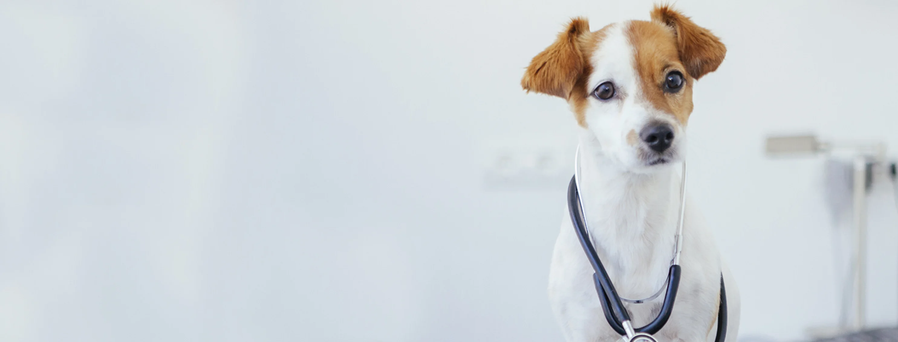 White dog with Brown spots and stethoscope 
