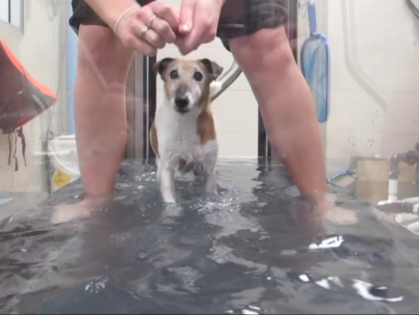 A photo of a dog walking through a water pool