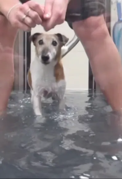 A photo of a dog walking through a water pool A photo of a dog walking through a water pool