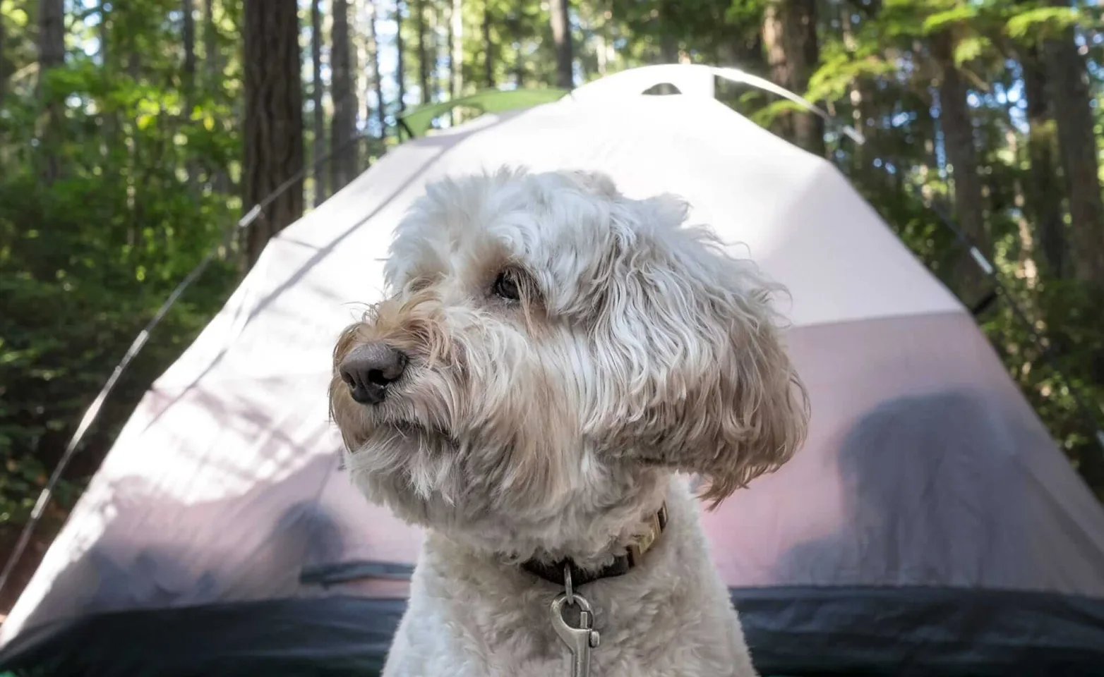 White dog sitting in front of a tent in the woods