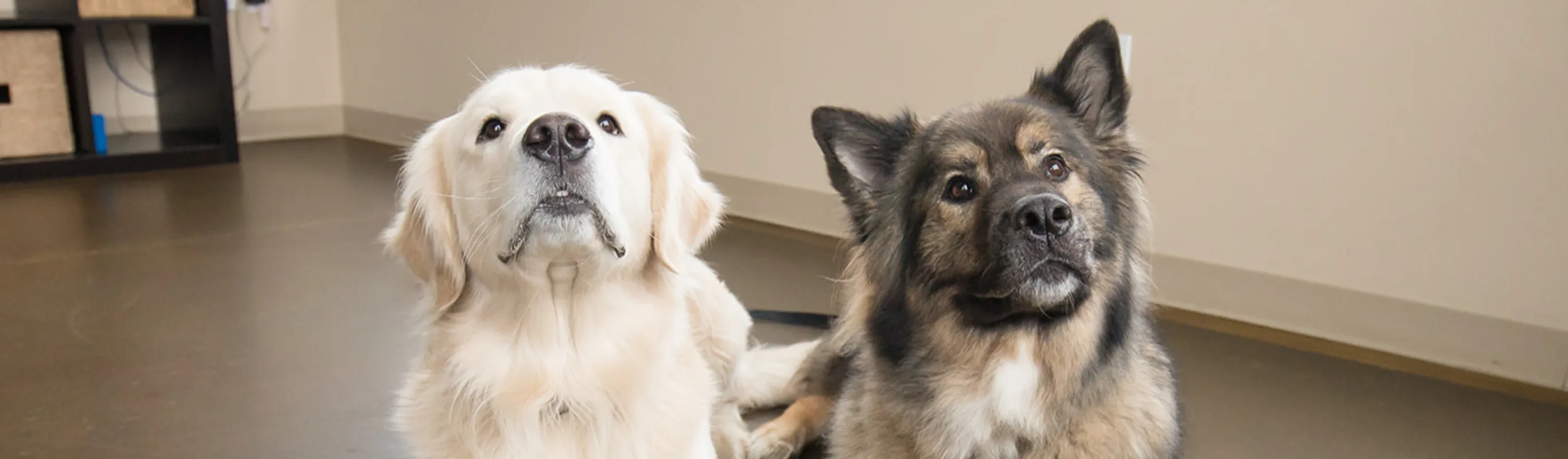 Two dogs laying on the floor staring up Two dogs laying on the floor staring up
