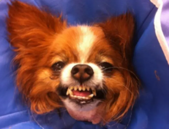 Boudreaux smiling in a cone Boudreaux smiling in a cone