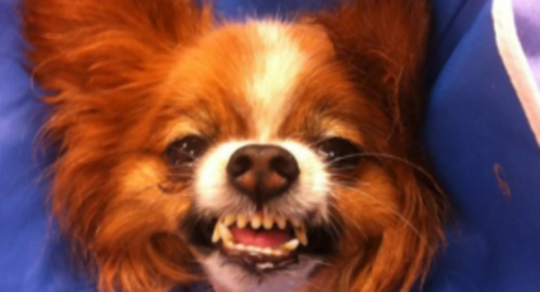 Boudreaux smiling in a cone Boudreaux smiling in a cone