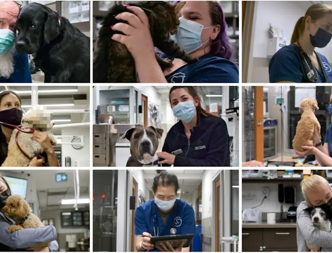 Staff with dogs at Mountainside Animal Hospital