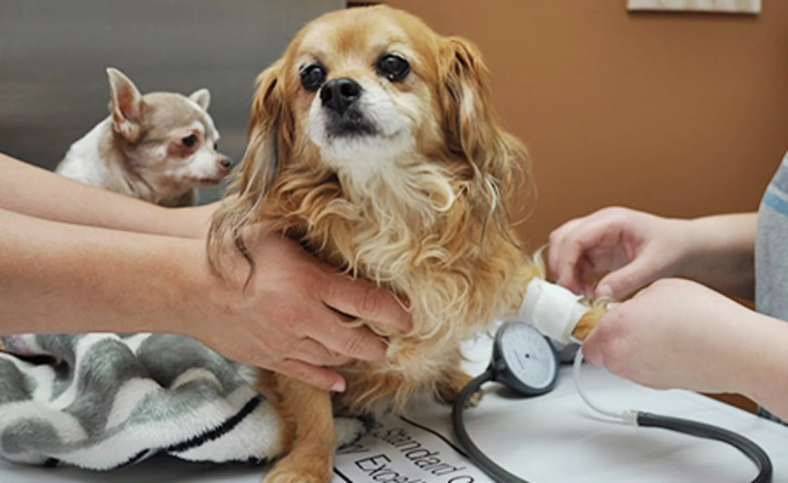 AECC staff examining dogs blood pressure AECC staff examining dogs blood pressure