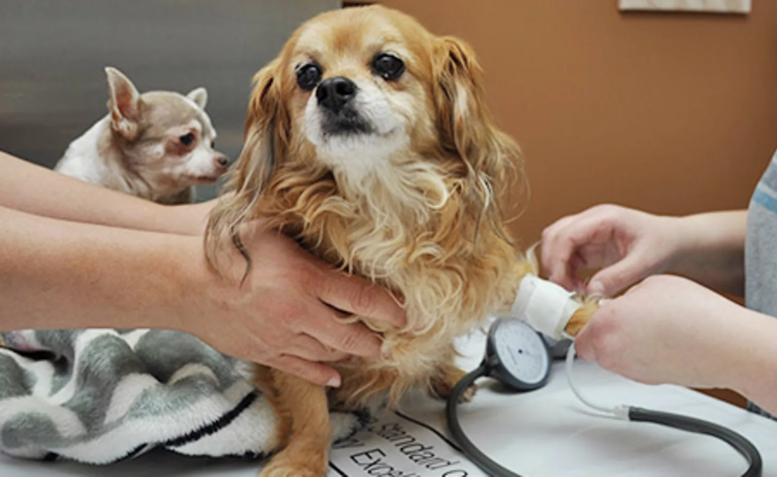 AECC staff examining dogs blood pressure