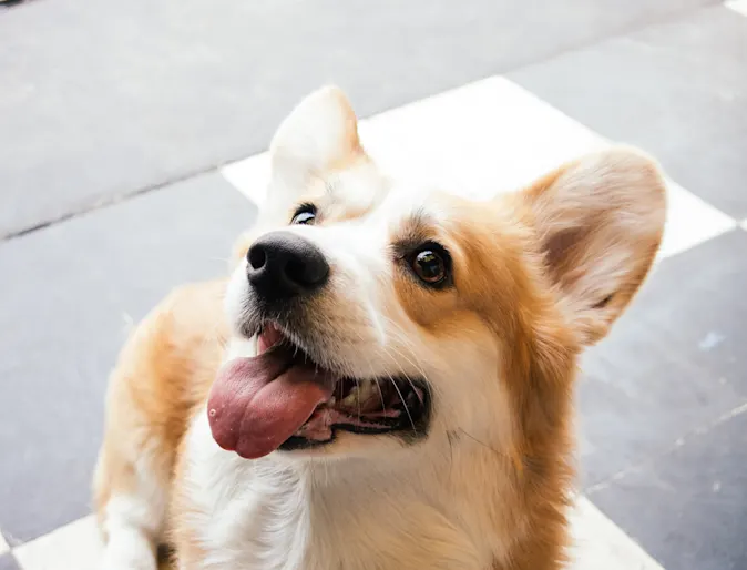 dog smiling dog smiling