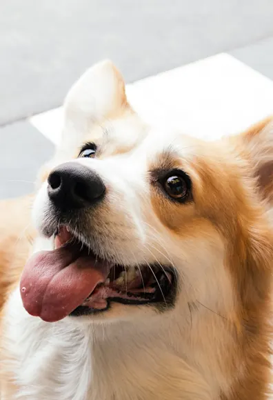 dog smiling dog smiling