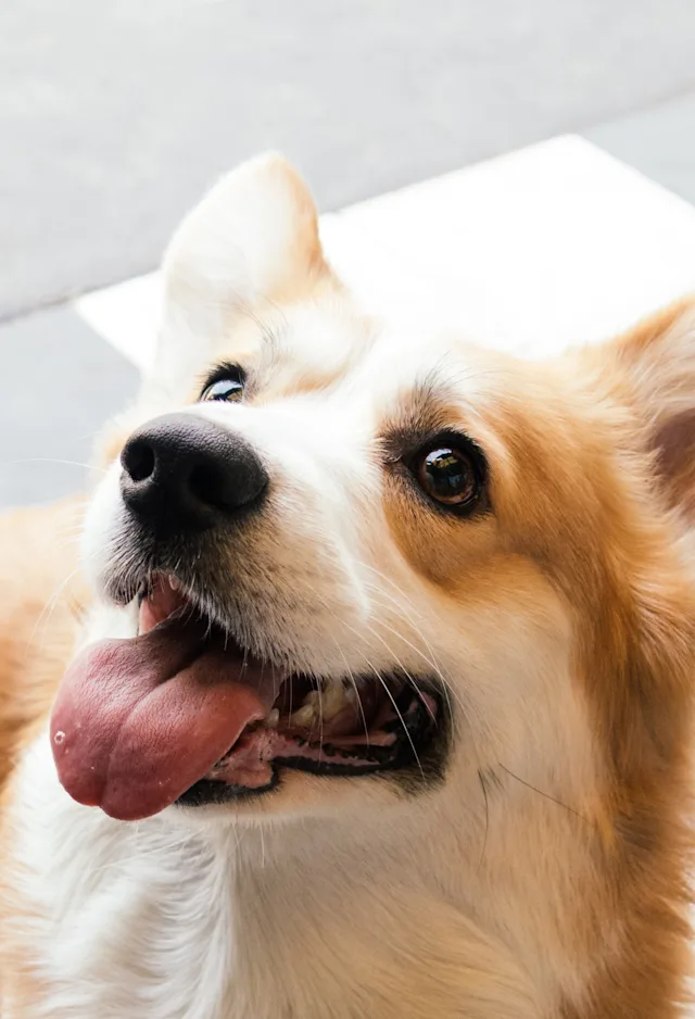 dog smiling dog smiling