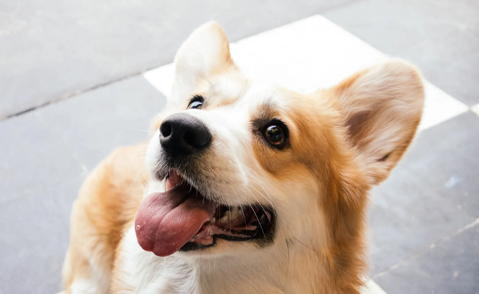 dog smiling dog smiling