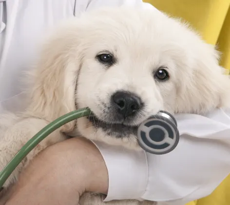 Little white puppy is being held in a doctor's arms with a stethoscope in his or her mouth.