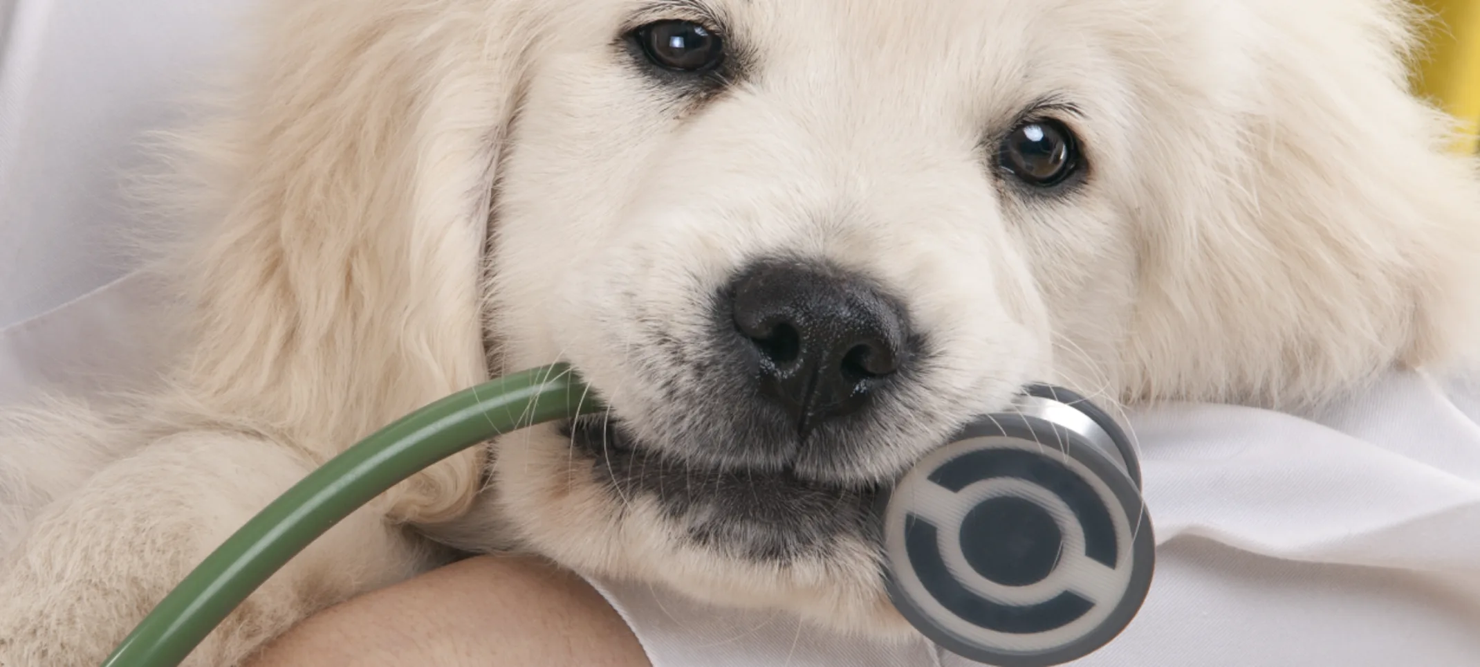 Little white puppy is being held in a doctor's arms with a stethoscope in his or her mouth.