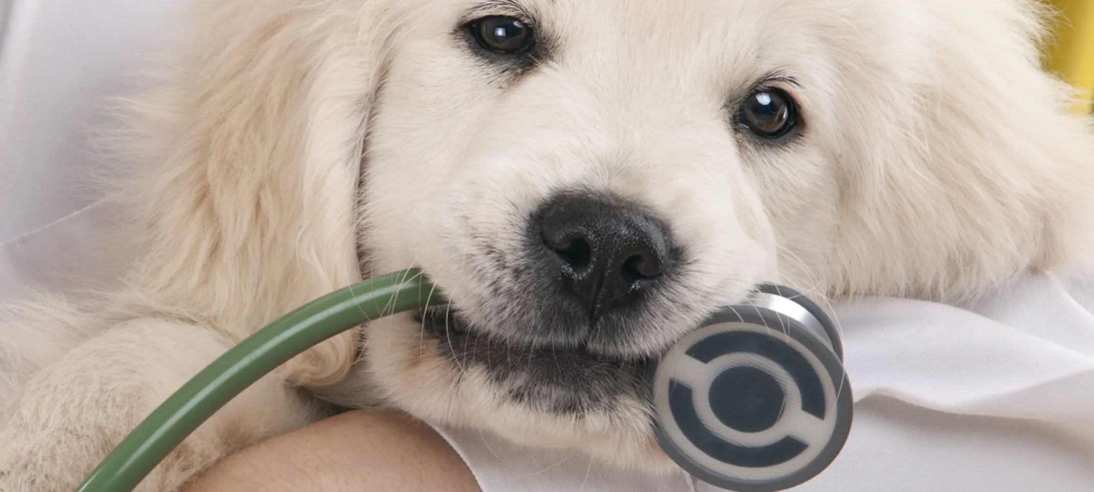 Little white puppy is being held in a doctor's arms with a stethoscope in his or her mouth.