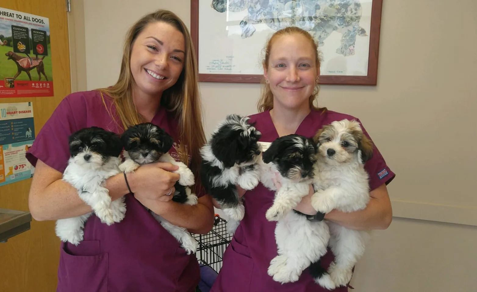 two staff holding puppies two staff holding puppies