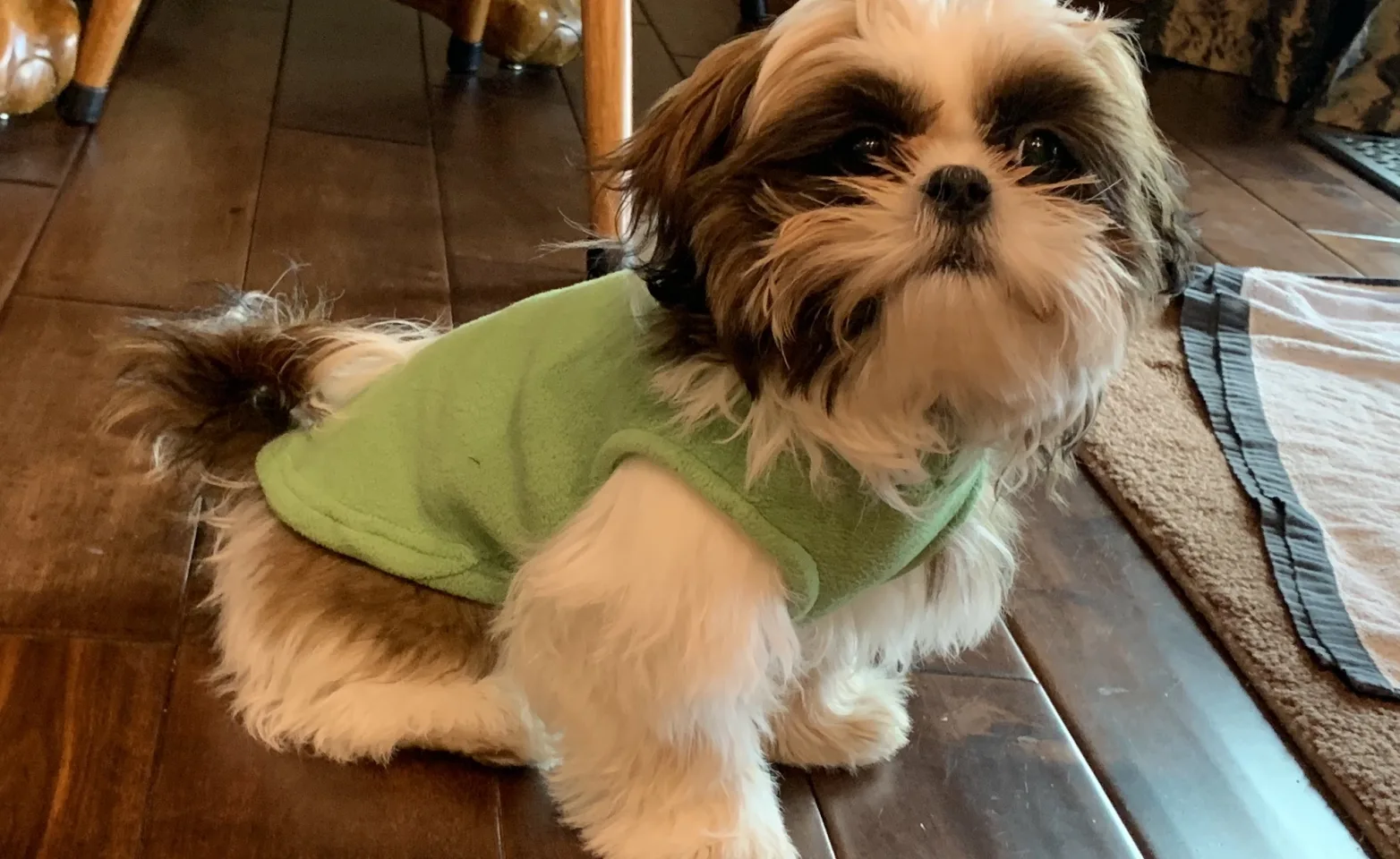 A dog with a sweater on a hardwood floor