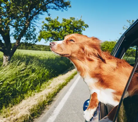 Head out the window dog in car