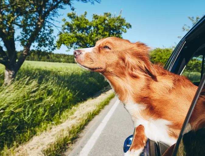 Head out the window dog in car Head out the window dog in car