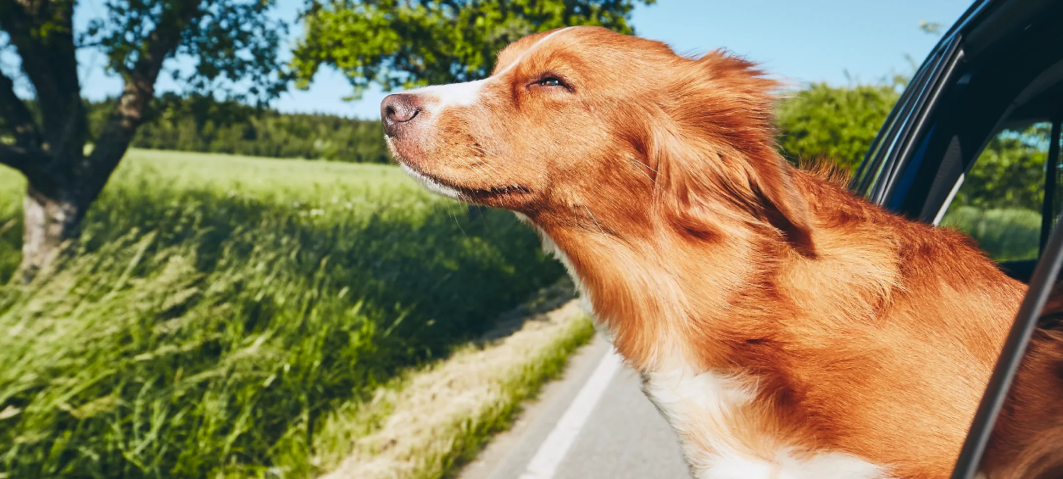 Head out the window dog in car