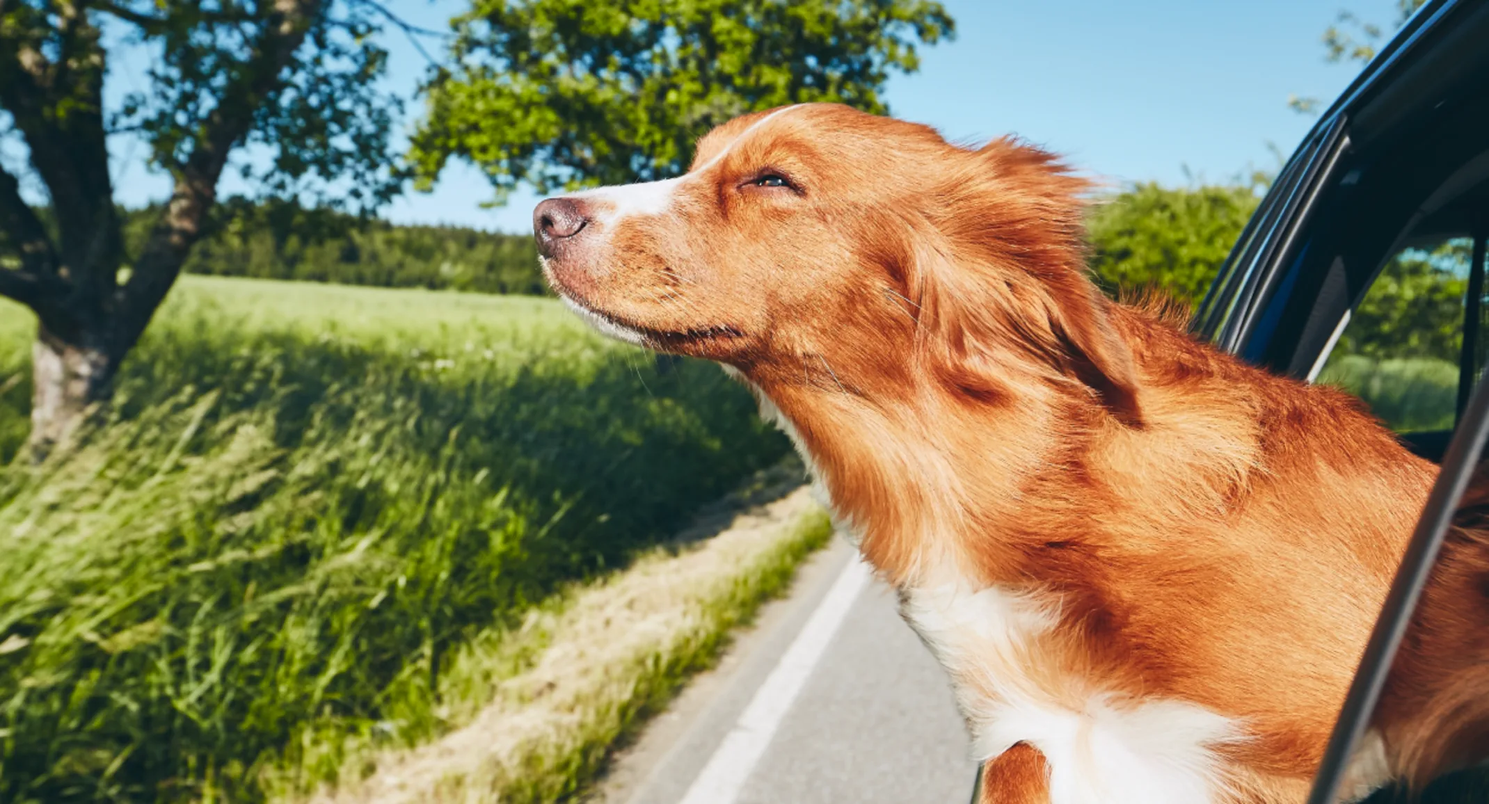 Head out the window dog in car Head out the window dog in car