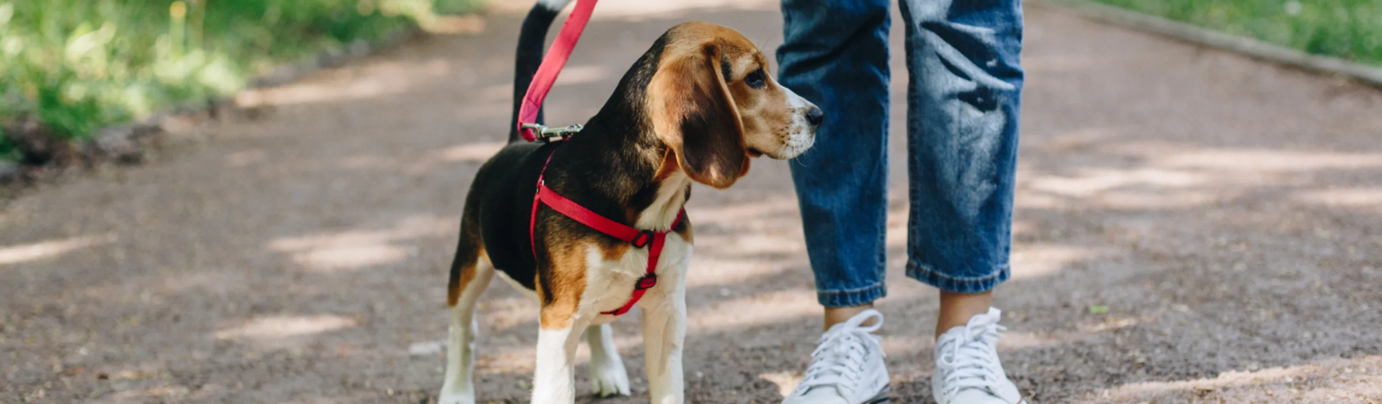 Dog on Leash on Trail