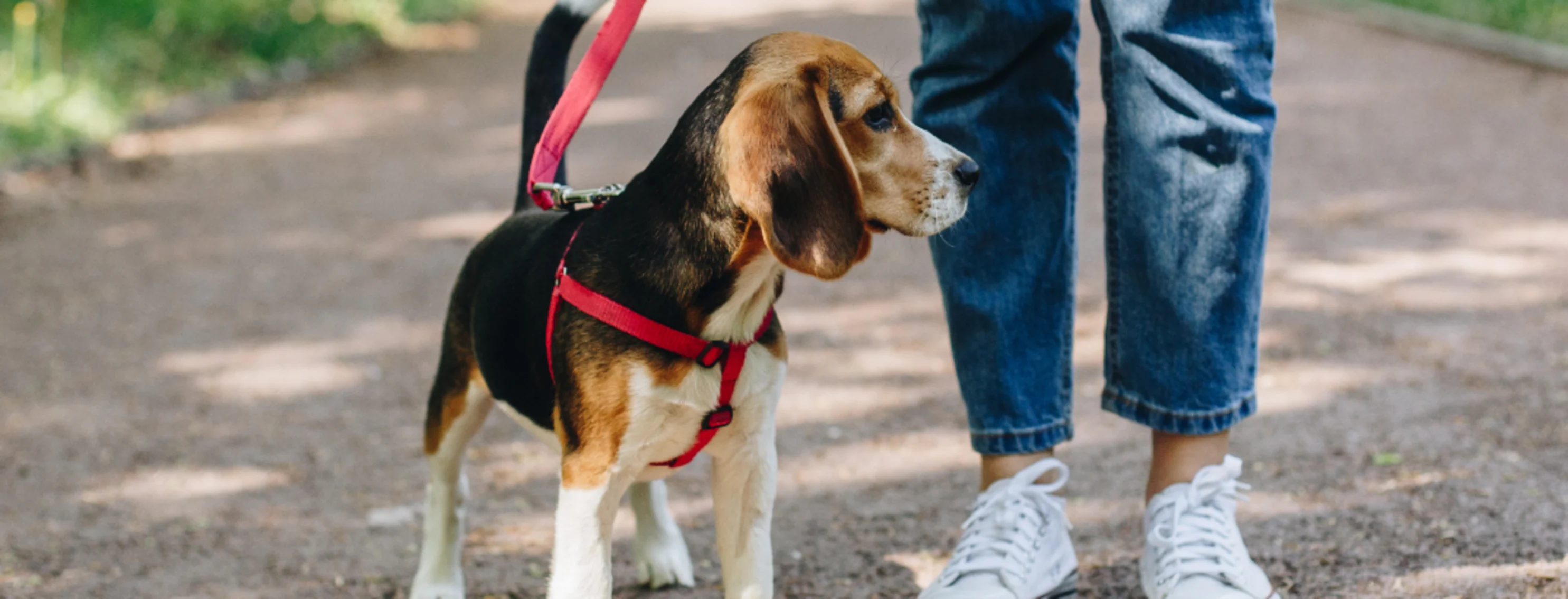 Dog on Leash on Trail