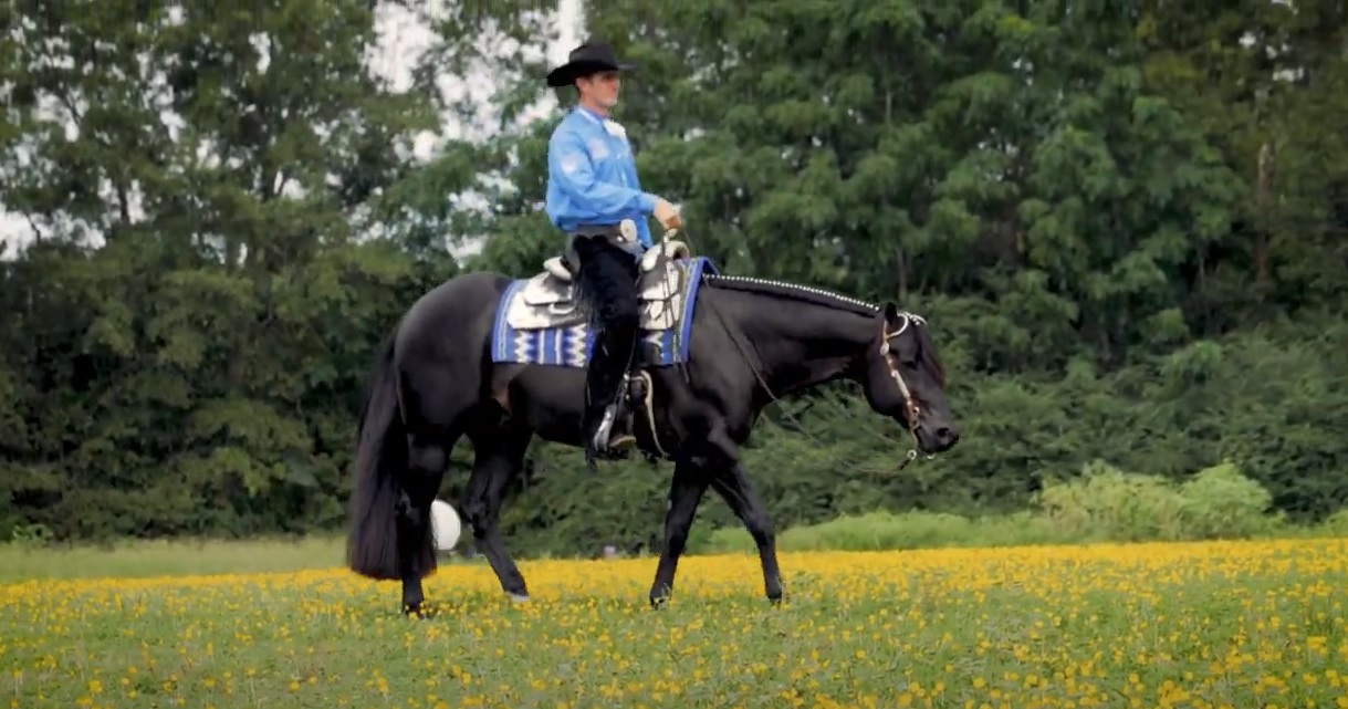 SST Festus, a dark horse