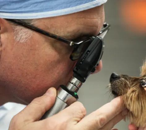 Veterinarian examining a small dog at The Animalife Veterinary Center