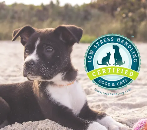 Low stress certified with dog on beach Low stress certified with dog on beach