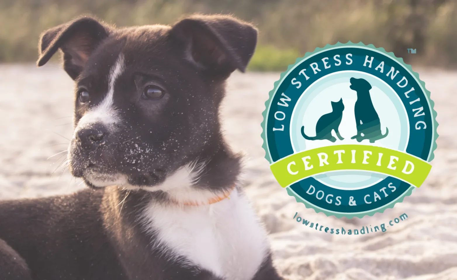 Low stress certified with dog on beach Low stress certified with dog on beach