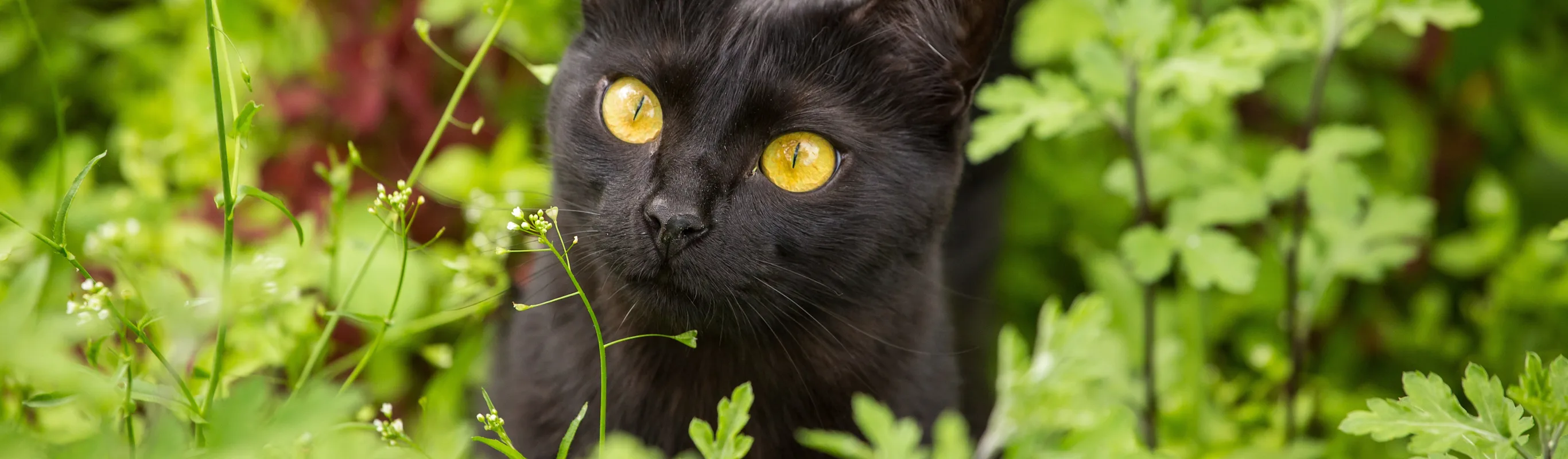 Cat looking up in a field. Cat looking up in a field.