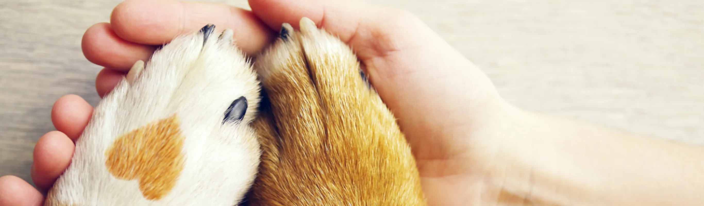 Human Hands Holding Two Paws Human Hands Holding Two Paws