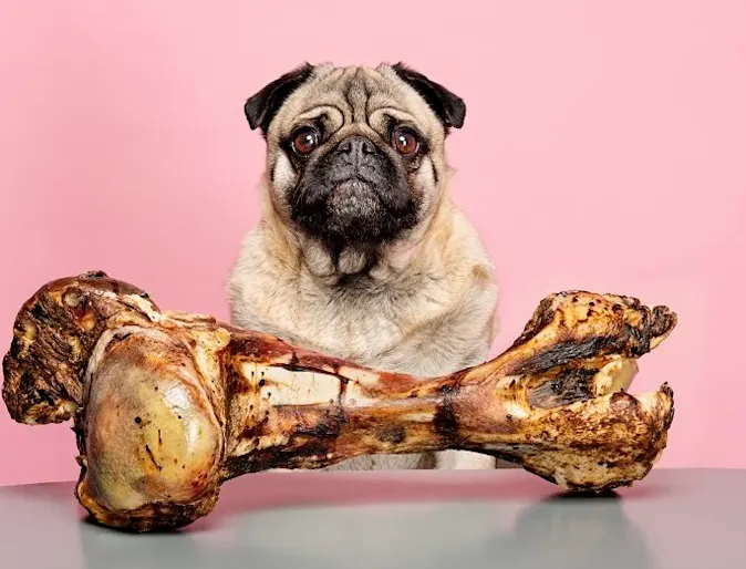 A pug with a giant bone