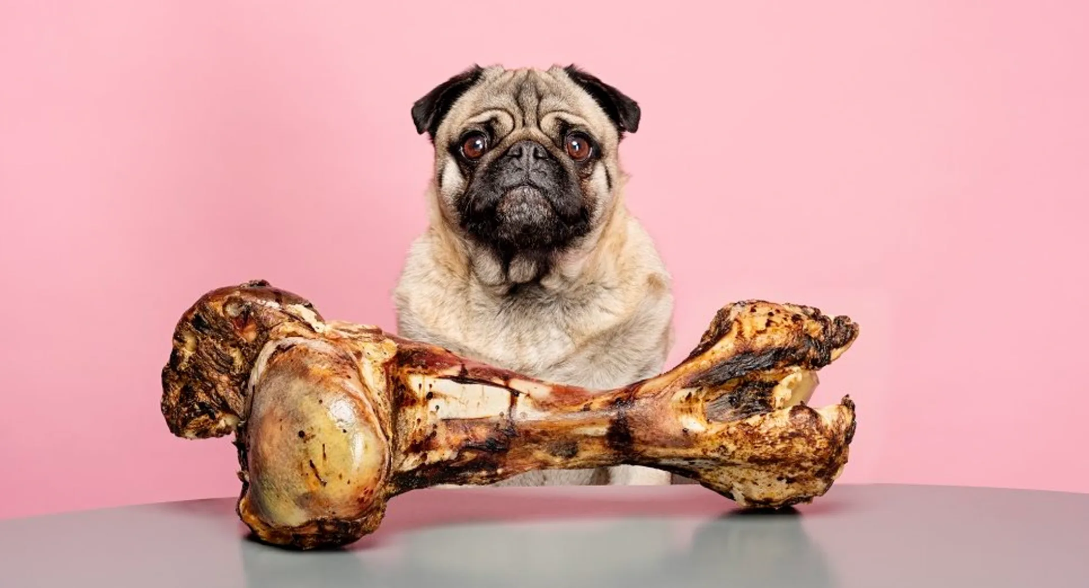A pug with a giant bone A pug with a giant bone