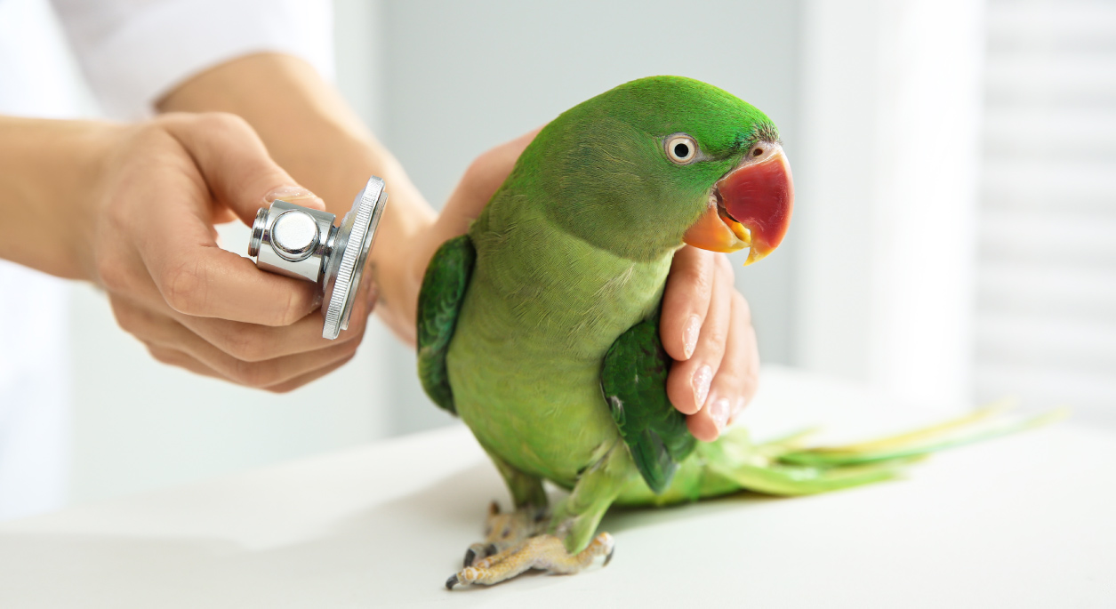 Custom Jotform Template