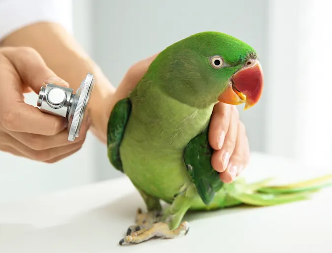 Custom Jotform Template Custom Jotform Template