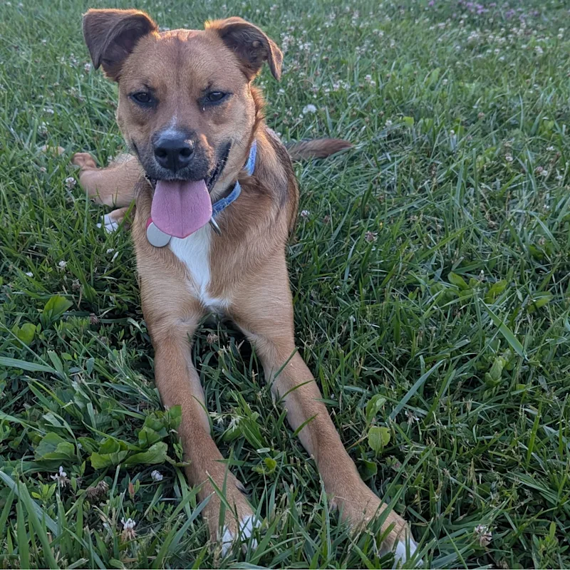 Archie Archie