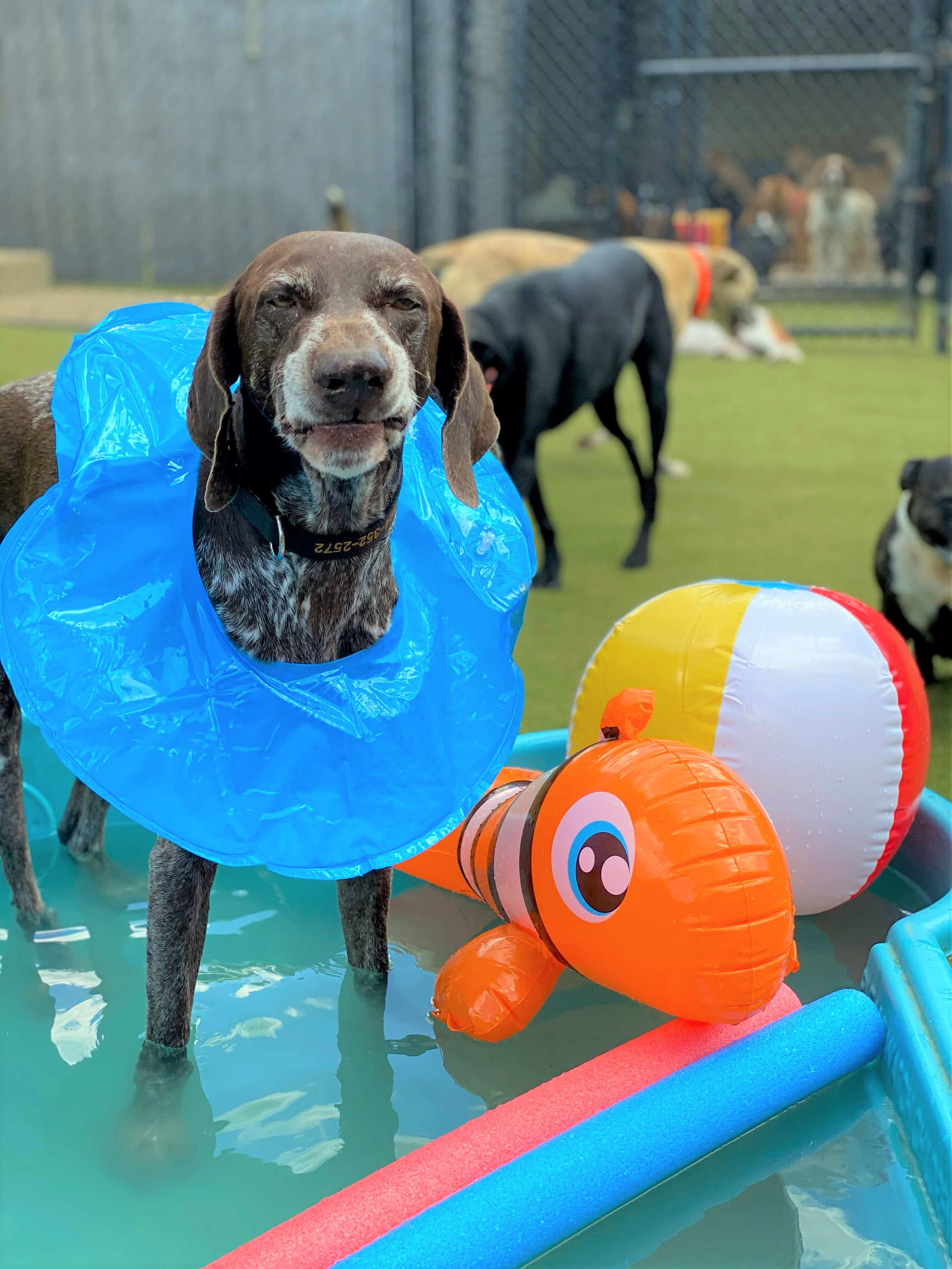 Dog in pool with floaties