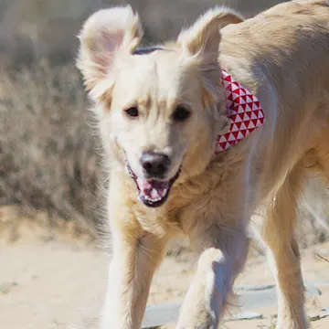 Dog running in desert Dog running in desert