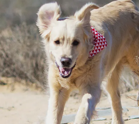 Dog running in desert Dog running in desert