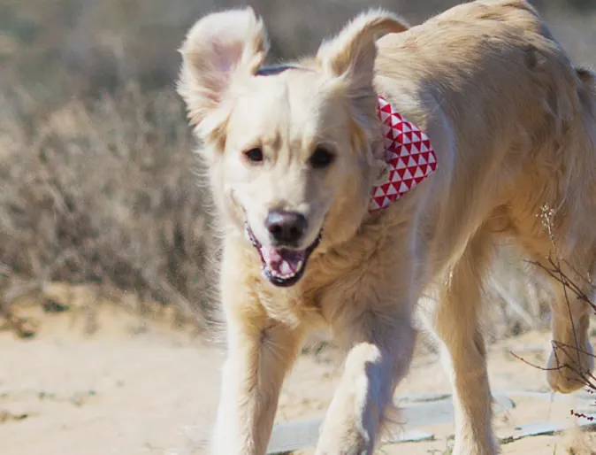 Dog running in desert Dog running in desert