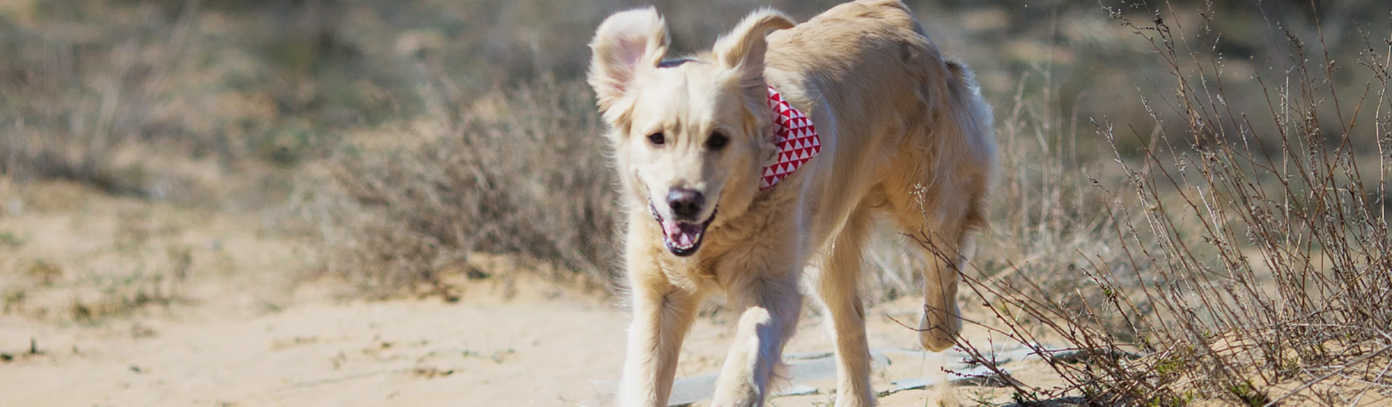 Dog running in desert