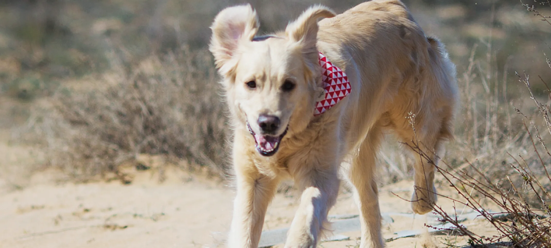 Dog running in desert Dog running in desert