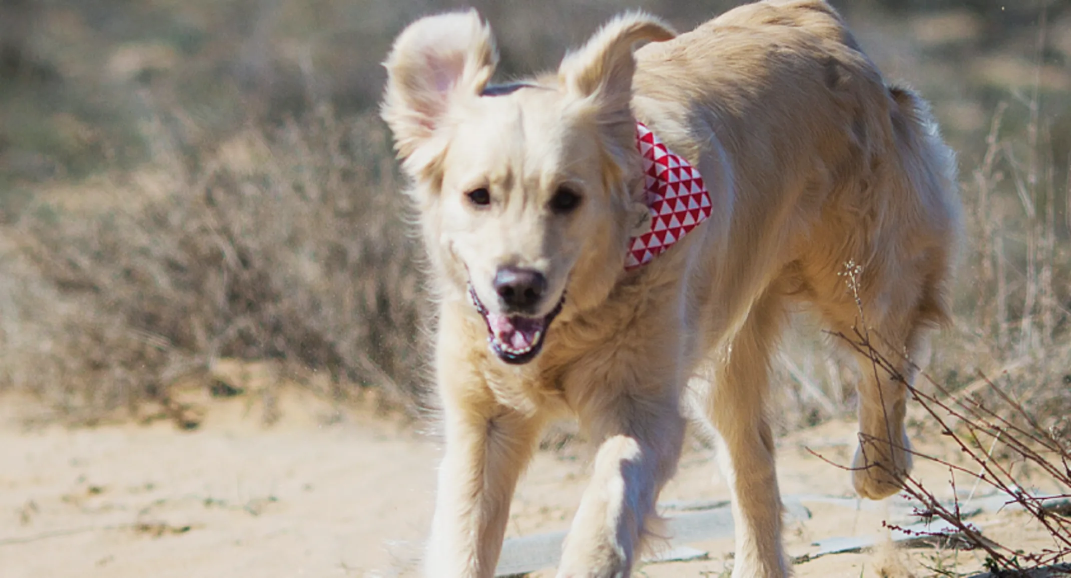 Dog running in desert Dog running in desert