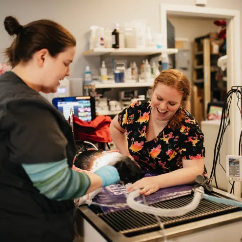 Two staff members caring for a pet