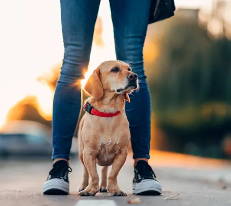 Dog standing with owner on the street Dog standing with owner on the street