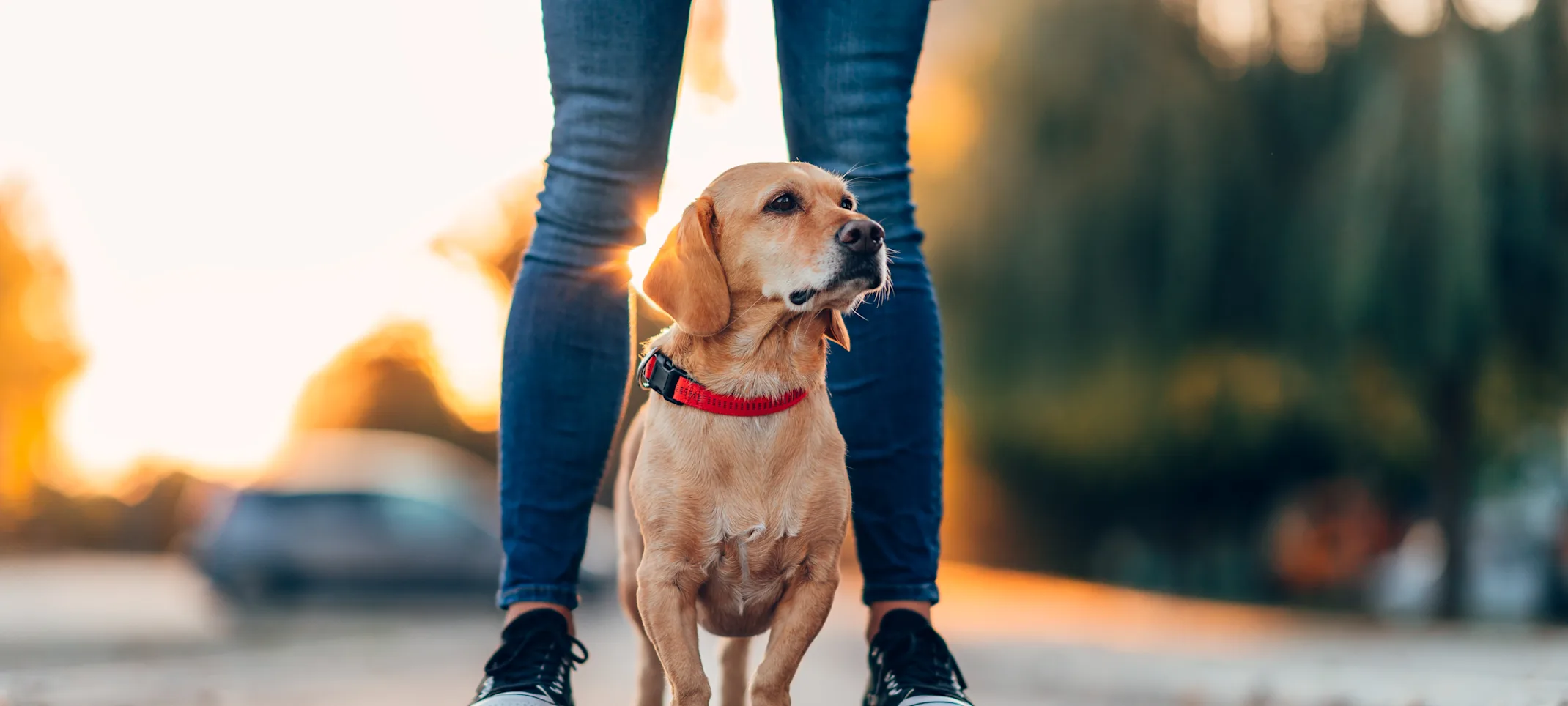 Dog standing with owner on the street Dog standing with owner on the street